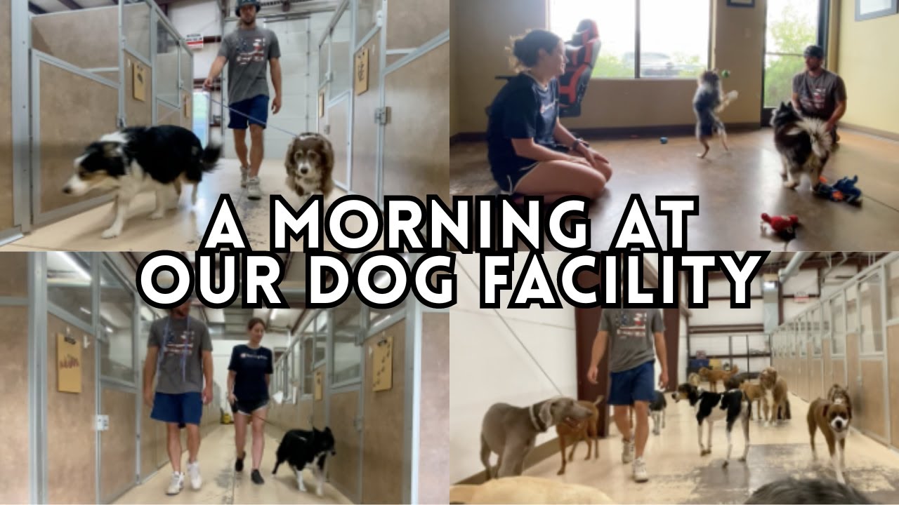 A Morning in the Life of Dog Facility Owners - Dog Boarding, Daycare & Training | Wholesome VLOG